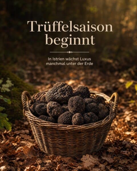 Trüffelsaison in Istrien Kroatien - Croatianvillas lädt ein um köstliche Schätze zu bergen.